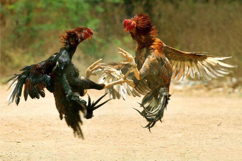 Tiêu chí đánh giá lối đá hay của gà chọi