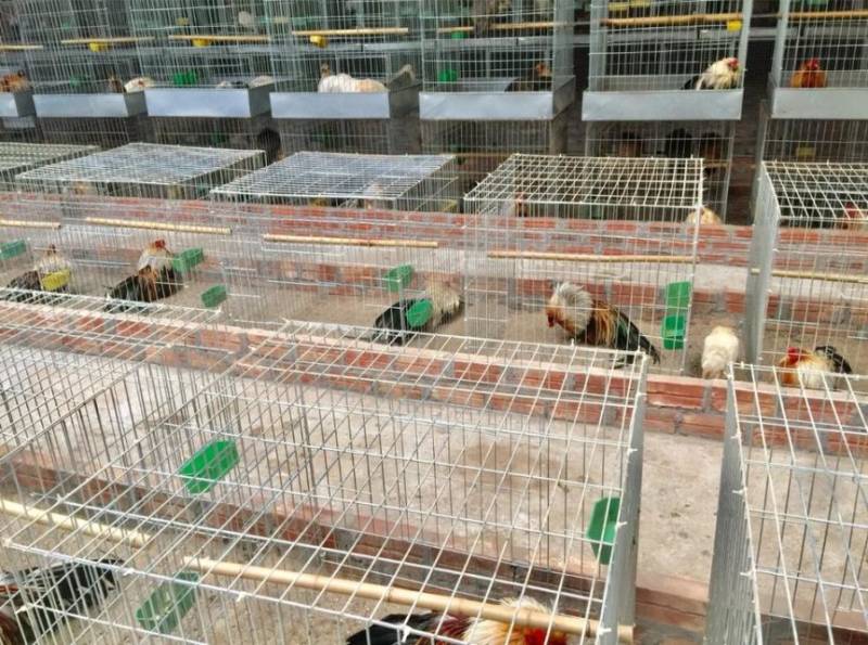 Cách nuôi gà đá sung bằng việc xây dựng khu vực sống lý tưởng