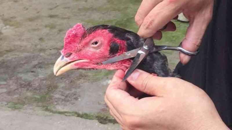 Lưu ý cắt tỉa lông gà đá