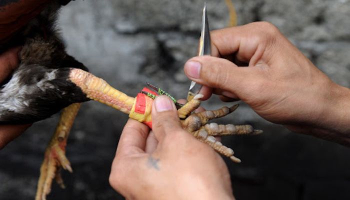 Tùy từng loại mà sẽ có cách mài cựa gà khác nhau