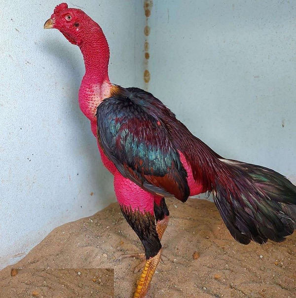 Tĩnh, Quảng Bình, Bình Định... Nhiều khu vực vẫn duy trì các trường gà truyền thống để bảo tồn nét văn hóa đặc sắc này.Gà đòn được nuôi phổ biến tại nhiều địa phương