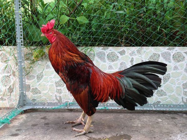 Xác định hôm nay đá gà màu gì để nâng cao cơ hội thắng