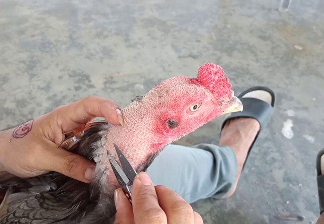 Có thể áp dụng các cách tỉa lông gà chọi khác nhau